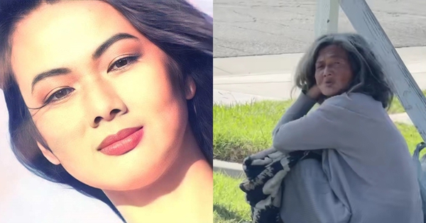 Họa Mi hoạt động nghệ thuật tại Việt Nam