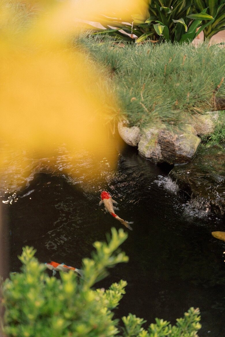 Hồ cá koi bên chòi nghỉ Hồ cá koi và cây cảnh xung quanh tạo không gian tươi mát